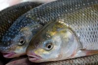 کاهش ۴۵ درصدی خطر ابتلا به «ام‌اس» با مصرف ماهی چرب
